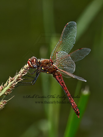 Sympetrum corruptum VARIEGATED MEADOWHAWK 9024381z