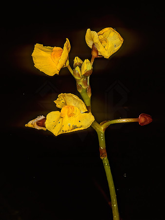 Utricularia foliosa - LEAFY BLADDERWORT 248620z