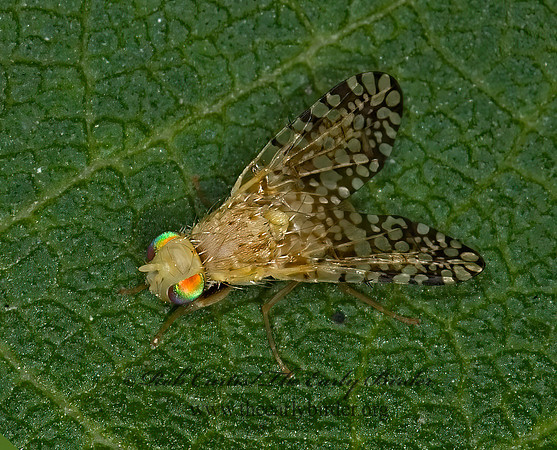 Euaresta aequalis FRUIT FLY 6012185z