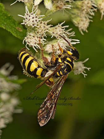 Myzinum quinquecinctum  5-BANDED THYNNID WASP 9050964z