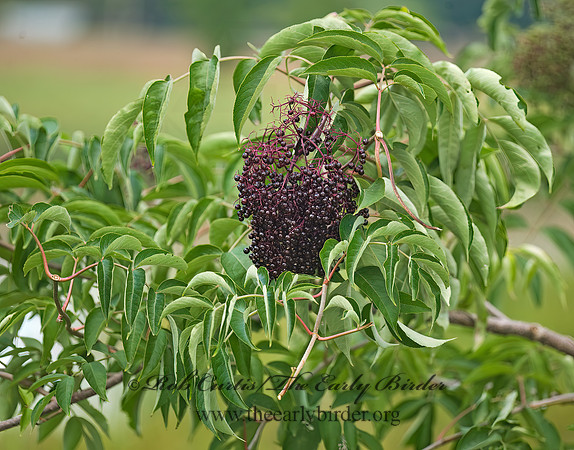 Sambucus canadensis  COMMON ELDERBERRY 8017035z