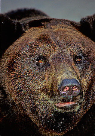 Ursus americanus  BLACK BEAR  126424z