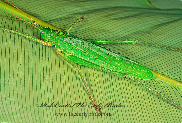 Diyllus fasciatus TRUE KATYDID 194806z