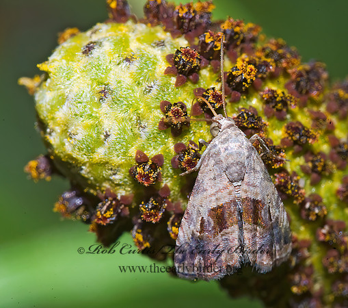 Tripudia quadrifera HARP-WINGED TRIPUDIA 7006283z