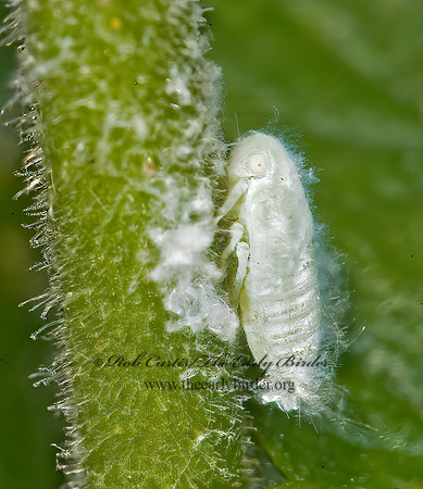 Metcalfa pruinosa  CITRUS FLATID PLANTHOPPER 8006501z