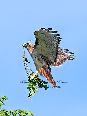 Buteo jamaicensis  RED-TAILED HAWK 9068892z