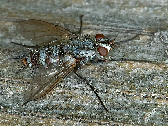 Zelia  DEXIINI TACHINID FLY 5000053z
