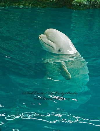 Delphinapterus leucas  BELUGA 4002734z