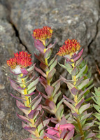 Sedum rosea ROSE-ROOT SEDUM 9033326z