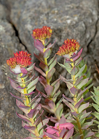 Sedum rosea  ROSE-ROOT SEDUM 9033326z