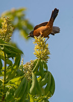 Icterus spurius ORCHARD ORIOLE 9044585z