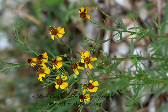 Helenium microcephalum  SMALLHEAD SNEEZEWEED 6040639z