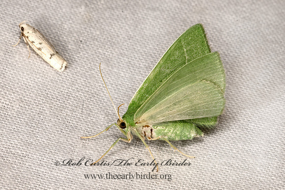 Nemoria zygotaria  EMERALD MOTH 3040187z