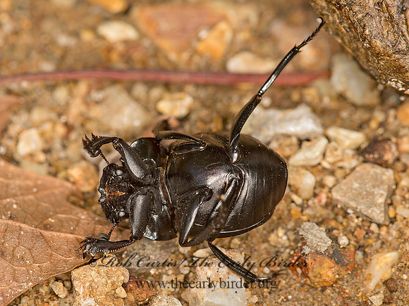 Canthon chalcites  DUNG BEETLE 9051832z