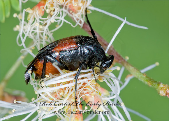 Macrosiagon cruenta 7006013z