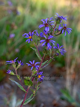 Eurybia integrifolia  THICK-STEMMED ASTER 3024154-z
