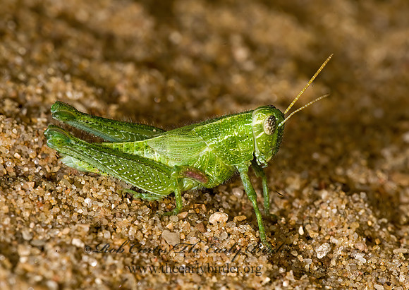 Campylacantha olivacea  FUZZY OLIVE-GREEN GRASSHOPPER 8008496z