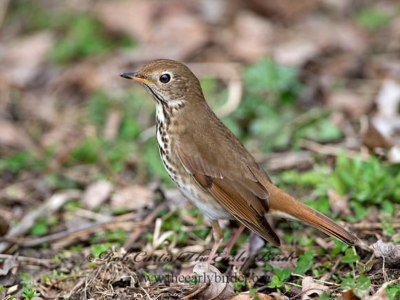 Catharus guttatus  HERMIT THRUSH 9042762z