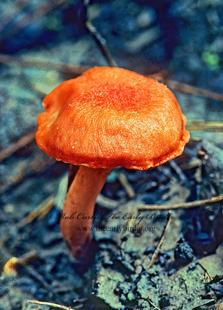 Agaricomycetes 169707z