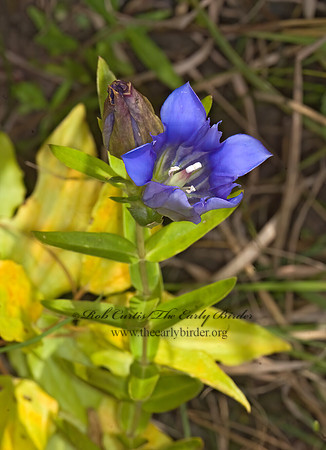 Gentiana puberulenta  PRAIRIE GENTIAN 6016478z