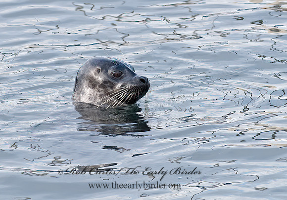 Phoca vitulina  HARBOR SEAL 7017571z