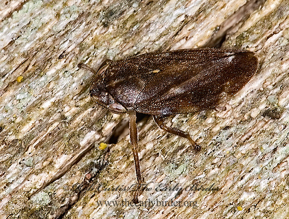 Philaenus spumarius  MEADOW SPITTLEBUG 6012402z