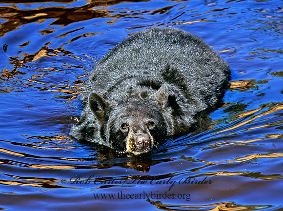 Ursus americanus  BLACK BEAR  302016z