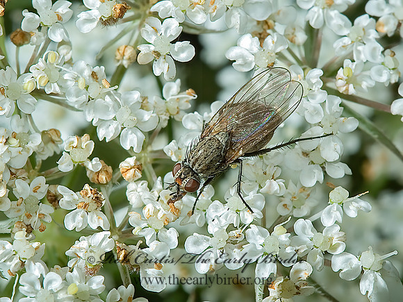 Delia or Botanophila  ROOT-MAGGOT FLY 5001321z