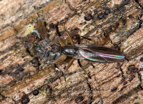 Tachypeza  HYBOTID DANCE FLY 6016426z