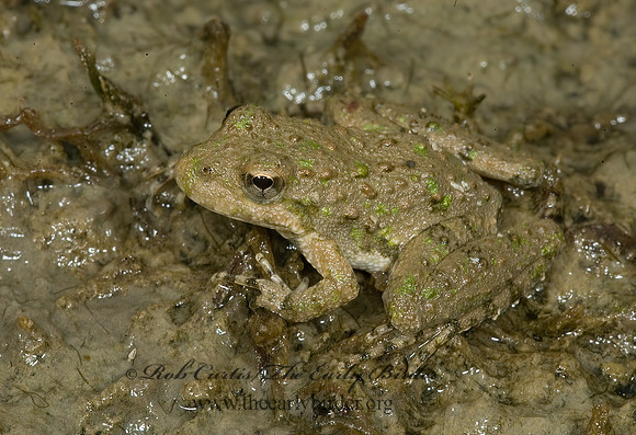 Acris crepitans - Northern Cricket Frog 5014286 z