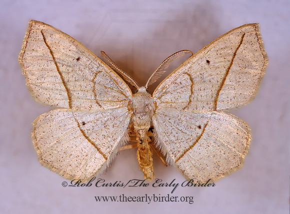 Eusarca confusaria CONFUSED EUSARCA 294410z