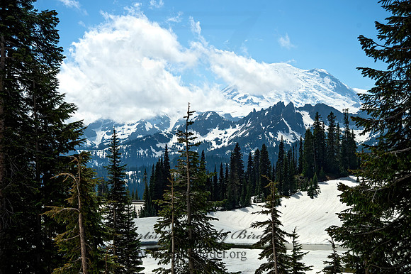 Mt. Rainier NP 9060938z