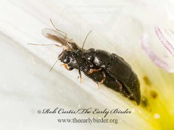 Conotelus obscurus 8015733z