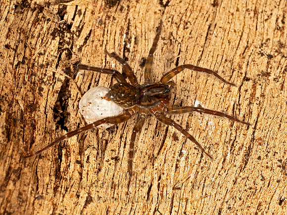 Zoicinae PIRATE WOLF SPIDER 9079949z