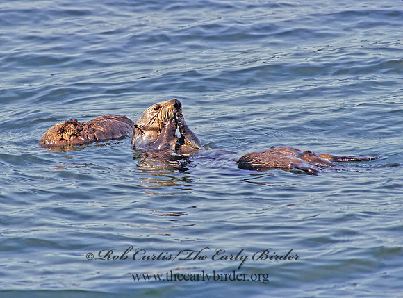 Enhydra lutris kenyoni  NORTHERN SEA OTTER 225506 z