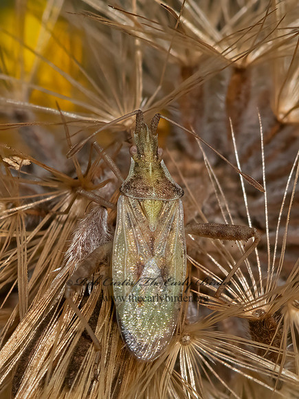 Harmostes reflexulus  SCENTLESS PLANT BUG 3026326z