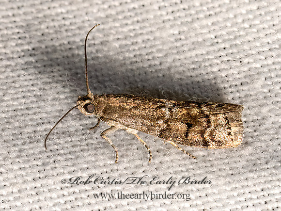 Canarsia ulmiarrosorella  ELM LEAFTIER MOTH 3028547z