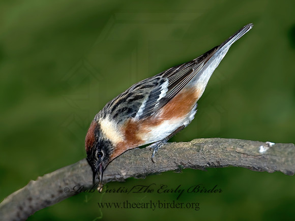 Setophaga castanea  BAY-BREASTED WARBLER 6006296z