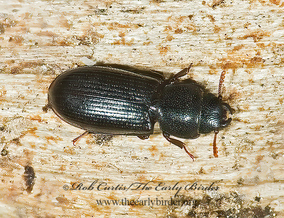 Tenebroides mauritanicus  BARK-GNAWING BEETLE 5009413z