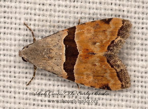 Cobubatha  CUTWORM MOTH 3032044z
