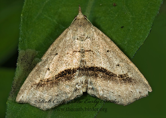 Ledaea perditalis  LOST OWLET 5001716z
