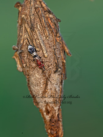 Chirotica  PHYGADEUONTINI ICHNEUMON 9049572z