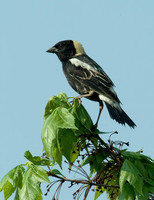 Dolichonyx oryzivorus BOBOLINK 4000768 z