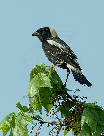 Dolichonyx oryzivorus  BOBOLINK 4000768 z