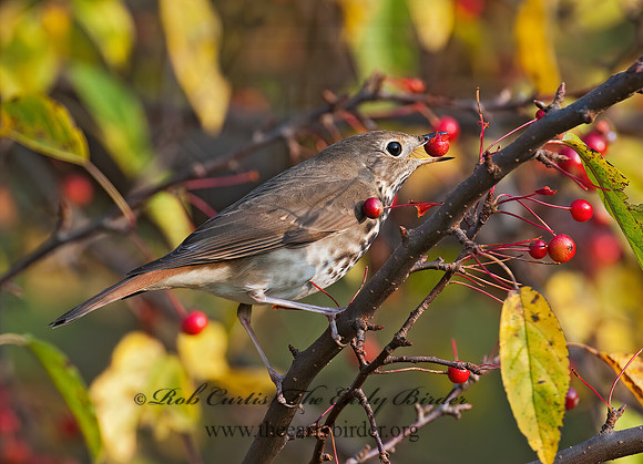 Catharus guttatus  HERMIT THRUSH 3010563z
