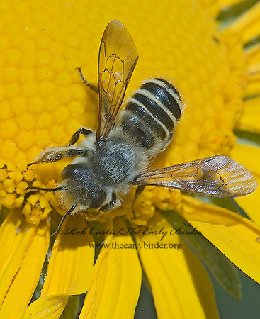 Megachile inimica sayi 7010052z