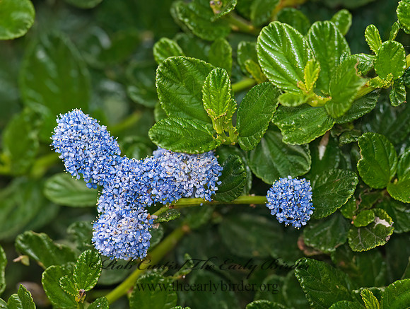 Ceanothus CALIFORNIA LILAC 7017620z