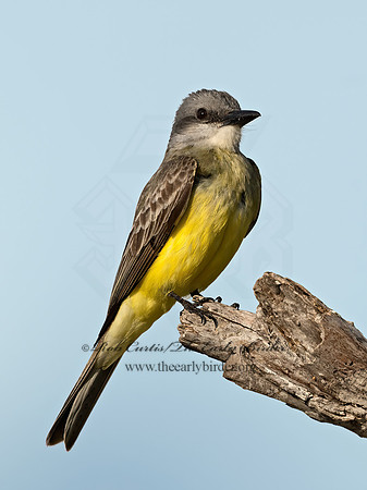 Tyrannus couchii  COUCH'S KINGBIRD 3035949z