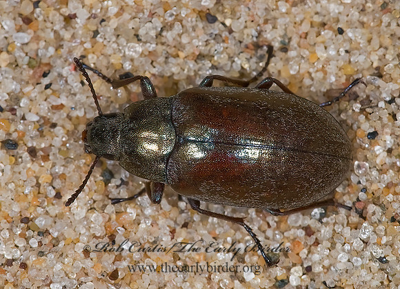 Bothrotes canaliculatus  PIMELINAE DARKLING BEETLE 7015255z