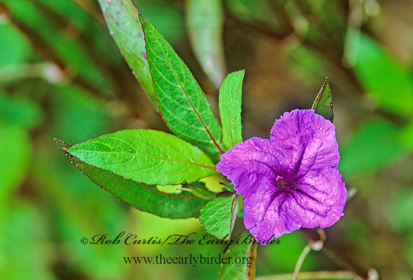 Ruellia nudiflora VIOLET RUELLIA 185021z